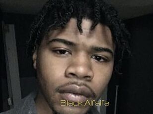 Black_Alfalfa